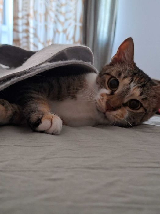 Anunt Adoptie Pisca- Tisa