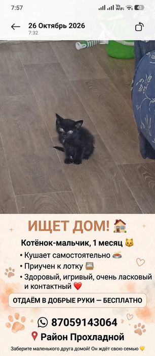 Котенок ищет дом