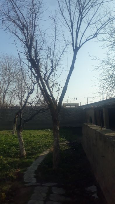 Деревья Один камаз