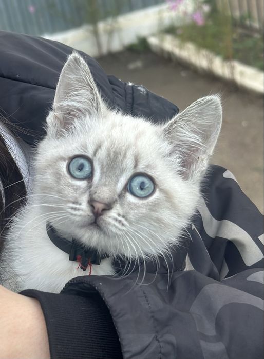Котята , отдам котенка  в хорошие руки .маленький мальчик