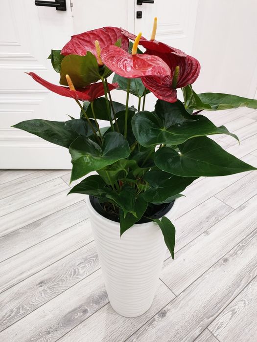 комнатные растения. доставка