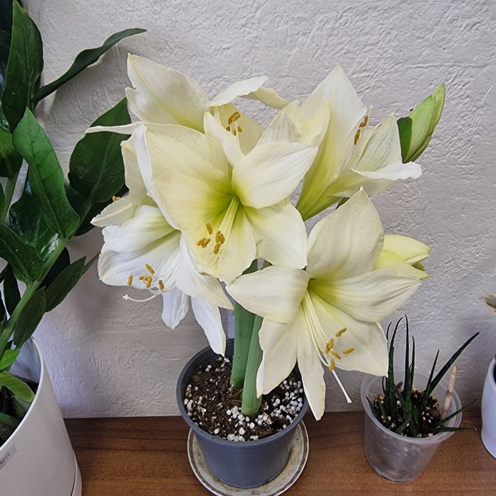 Амариллис, Голландия, в наличии розовый