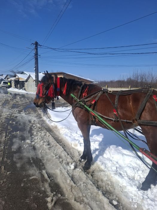 Vând IAPĂ de 4 anii