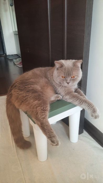 британская кошка 100%