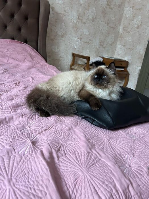 Продам Бирманскую кошку