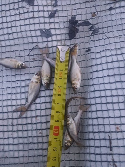 vand puiet/puet peste novac