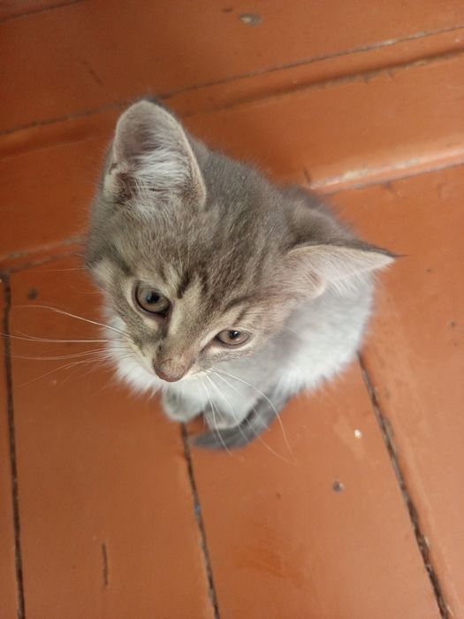 Милые Котята,даром