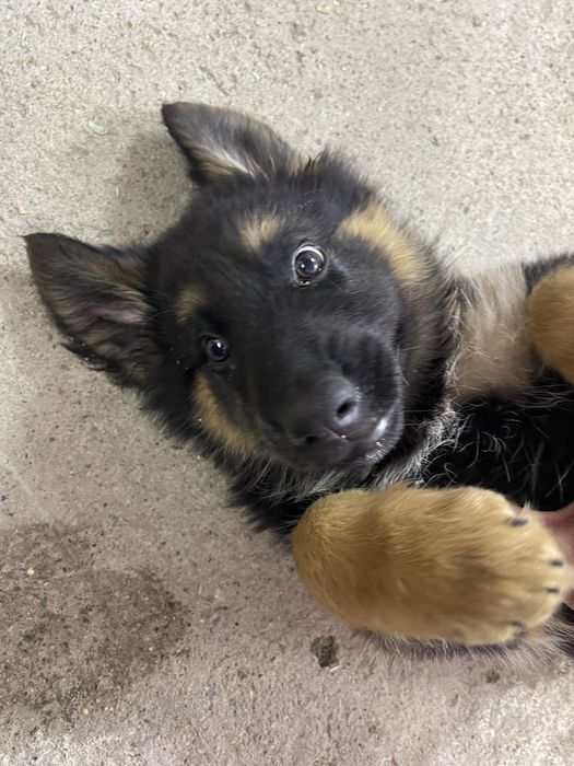 Немецкая Овчарка