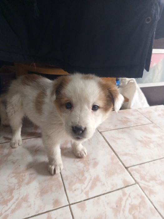 Отдам щенка мальчика