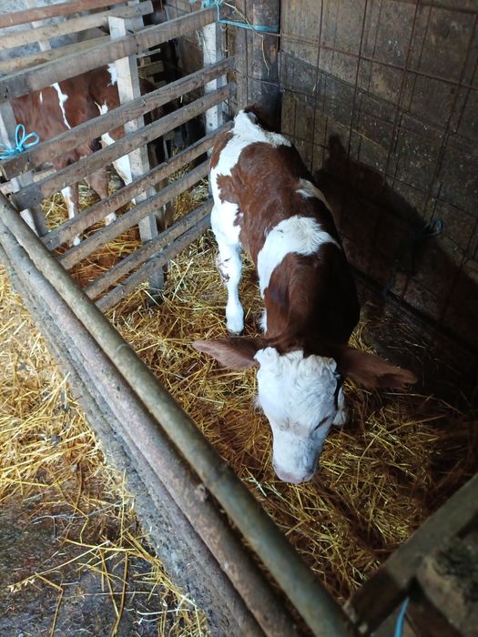 Vind 2 tăuraș bălțați sugari.