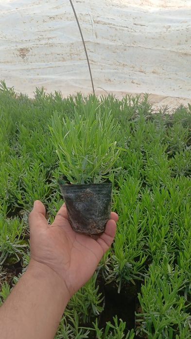 Комнатные цветы от  500 теңге