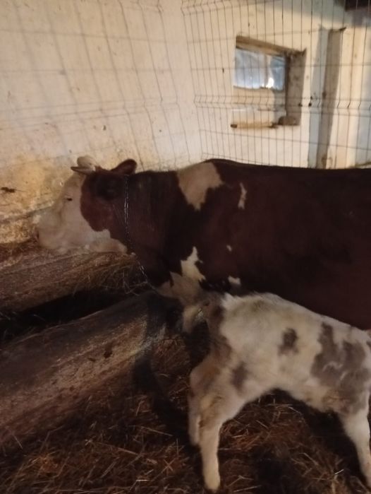 Vaca cu vițel belga