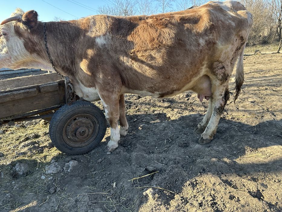 Vand vaca gestanta in 7 luni si se mulge