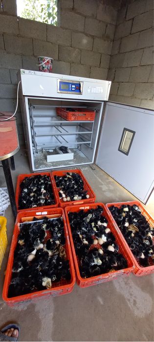 inkubatr xizmati kur tovuq bilan bir xil ochadi ishonchli va juda qula