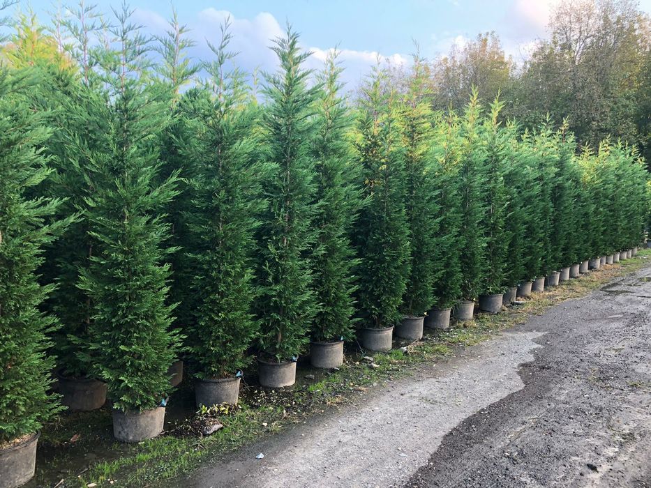 Tuia smarald si leylandii, copaci, plante ornamentale de gradina