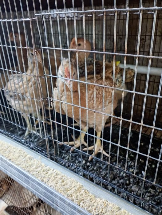 Vând pui 750g  și roca 1.500