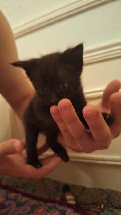 Котята в хорошие руки