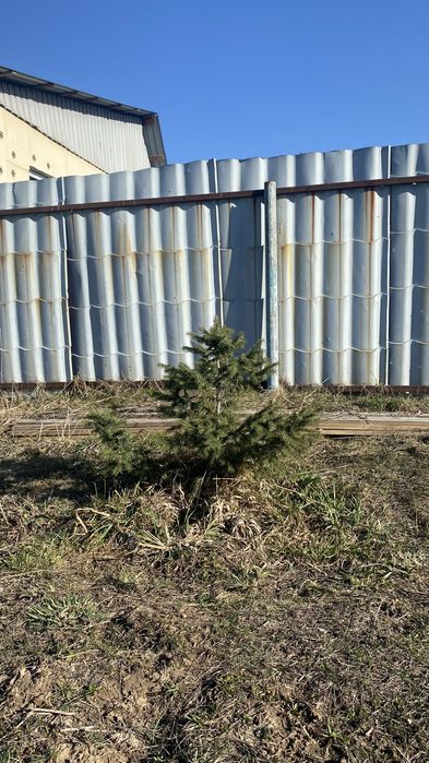 Молодая ёлка 3шт