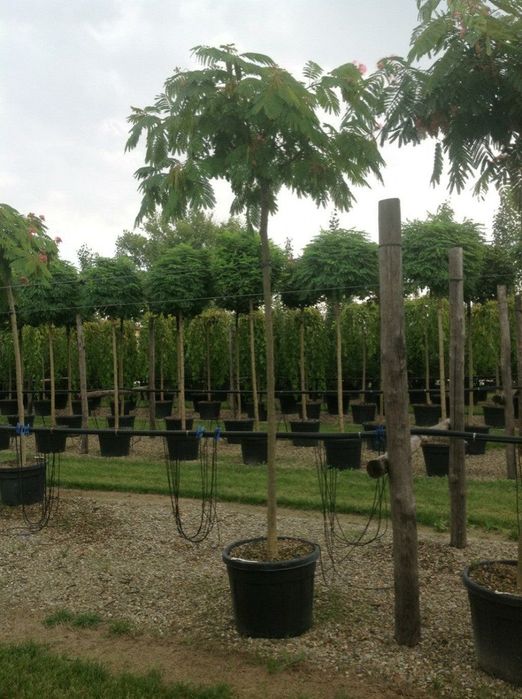 Vand puieti de arbori de mătase la ghiveci  și tei arginti la balot de pamant