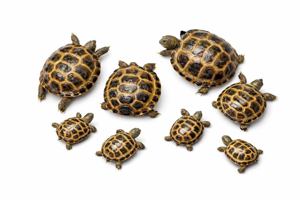 Toshbaqa bolachalari черепаха маленкие домашные чистые