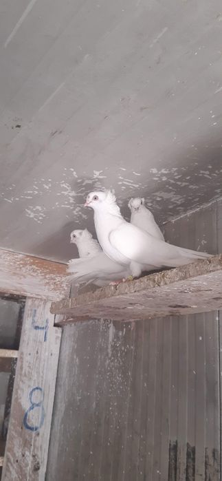 Porumbei jucatori de amara