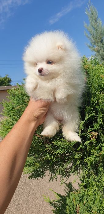 Померан померанче