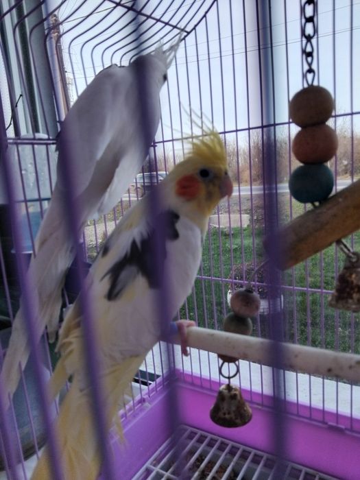 Nimfa tineri si crescute frumos