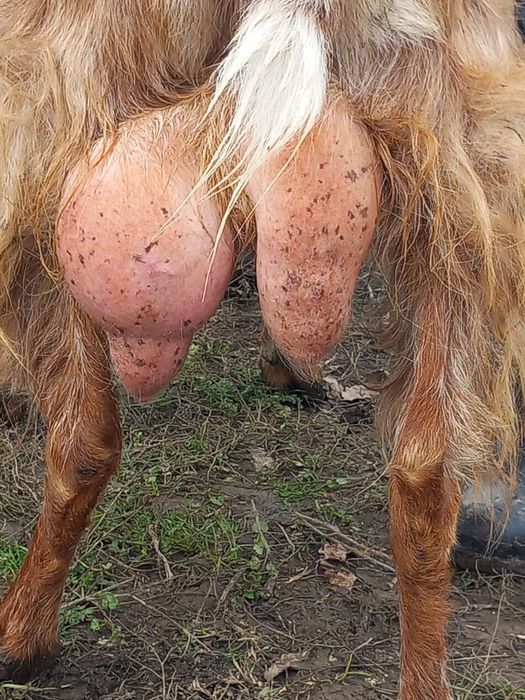 Vând 2 capre (francez alpina și românească)