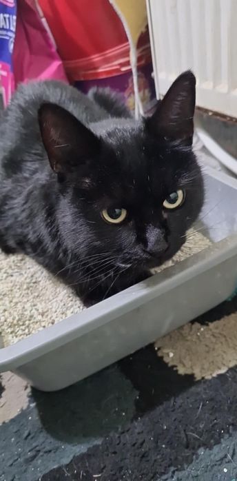 Se dau in adopție un pui de pisica superba panteruta neagră  Cynthia