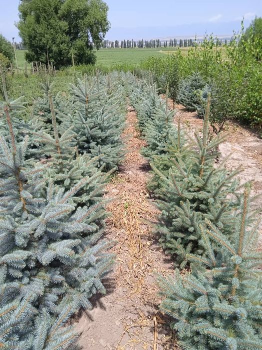 Голубая ель кўчалари оптим нархларда сотилади