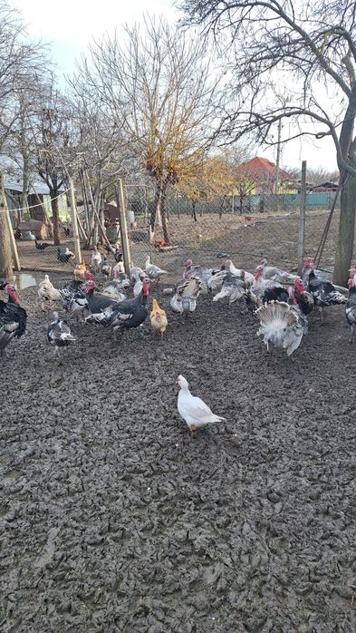 Vand curci,curcani si gaste romanesti