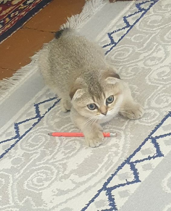 шиншилла котёнок, шиншила 1та киз бола мушукча колди