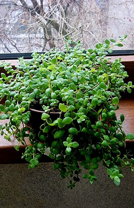 Комнатные растения от 1 тыс