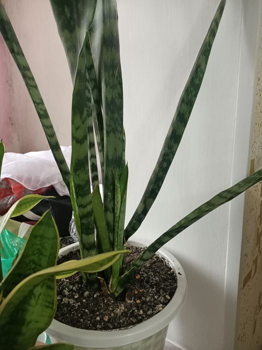 Комнатные растения