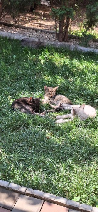 Кошка с котятами