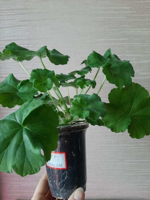 Укоренённые черенки сортовых пеларгоний