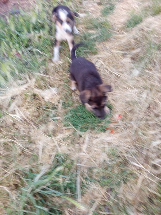 Отдам щенков девочки