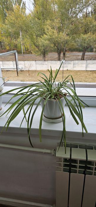 Комнатные цветы.