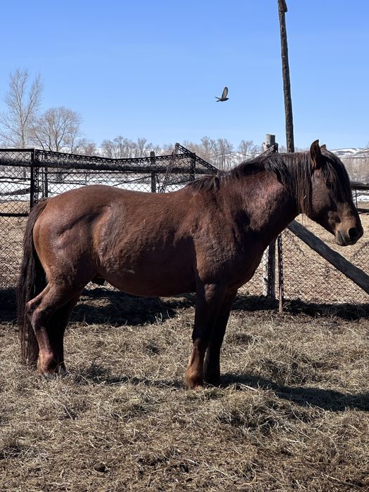Жеребец 6 лет полу тяж