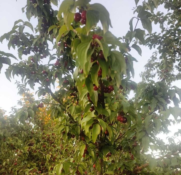 Ягоды-Фрукты Сушёные и Свежие