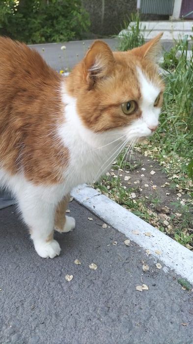 Котик ищет дом..