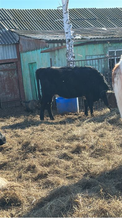 Продам телек 13 штук есть тельные ………..