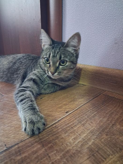 Отдам кошку крысолова