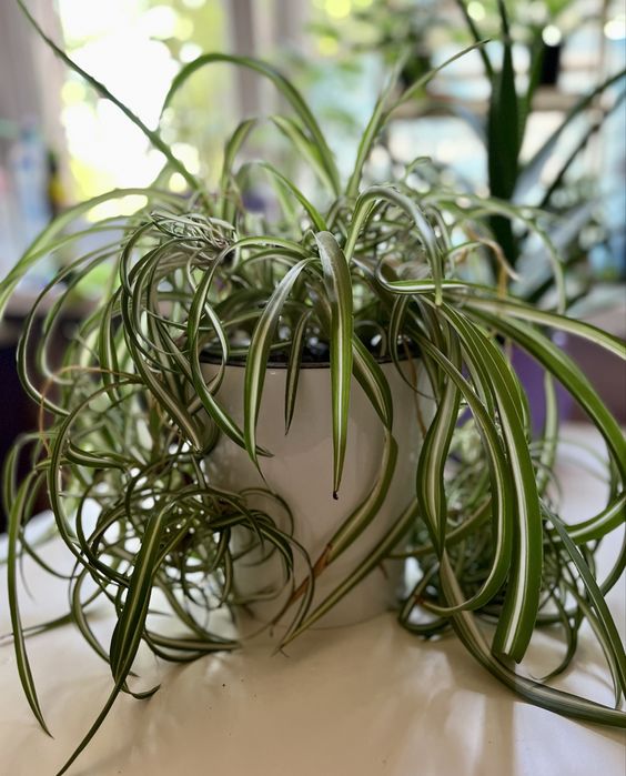 Продаю хлорофитум