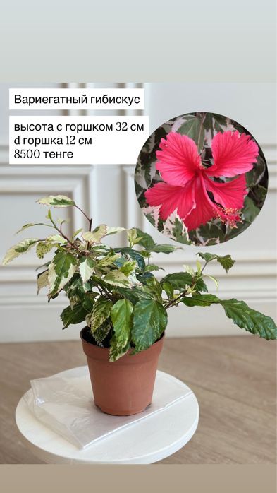 Вариегатный гибискус