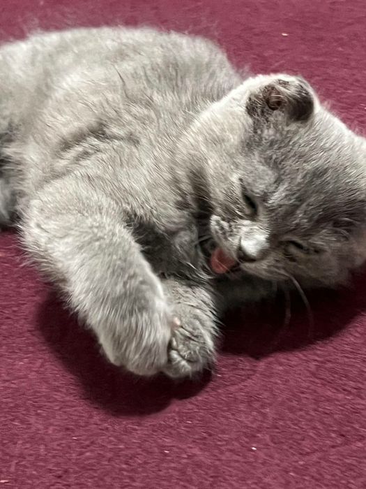 Породистая кошка шотландская веслоухая кошка