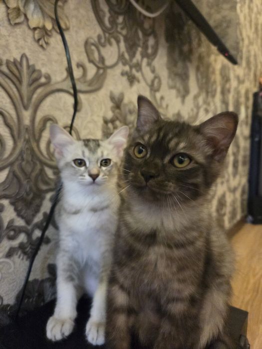 Отдам котят в хорошие руки