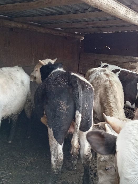 Продам 6 бычков годовалых
