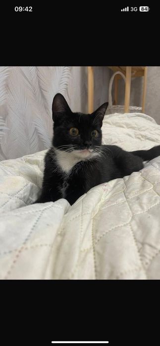 Пристраивается  мальчик котик