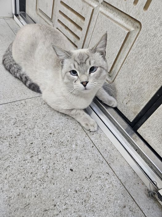 Тайский умный котик.